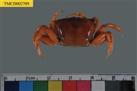 藏品(北方丑招潮蟹)的圖片